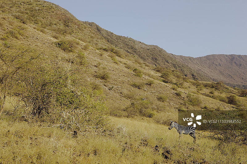 坦桑尼亚纳特龙湖裂谷中的葛氏斑马图片素材