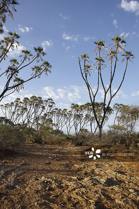 肯尼亚梅鲁国家公园的杜姆棕榈树图片素材