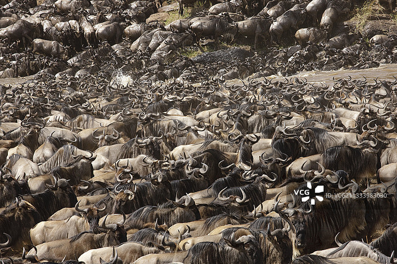 角马迁徙，横渡马拉河（肯尼亚）图片素材