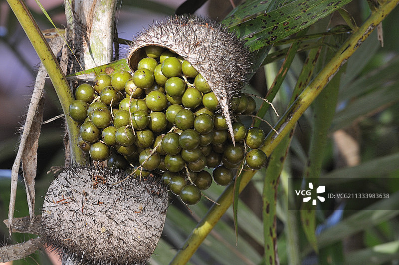 巴西亚马逊南部棕榈树的果实图片素材