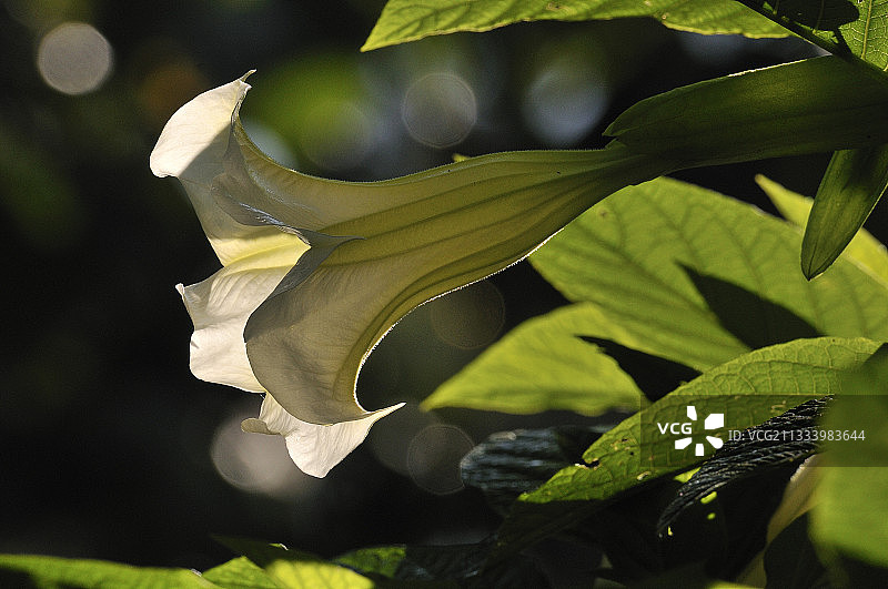 盛开的曼陀罗图片素材