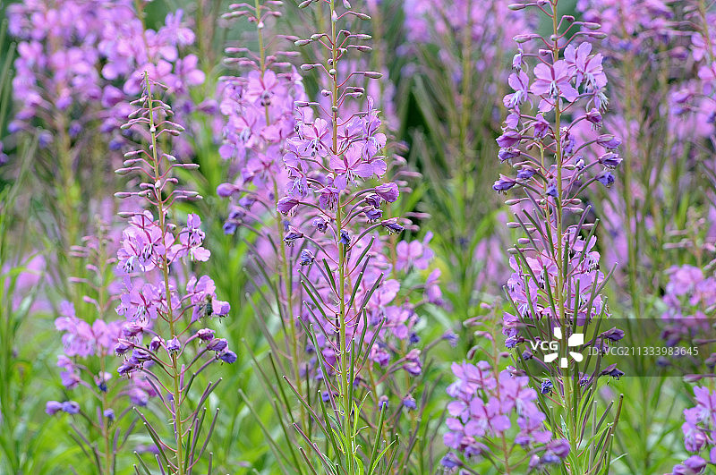 法国阿尔卑斯山盛开的柳兰图片素材