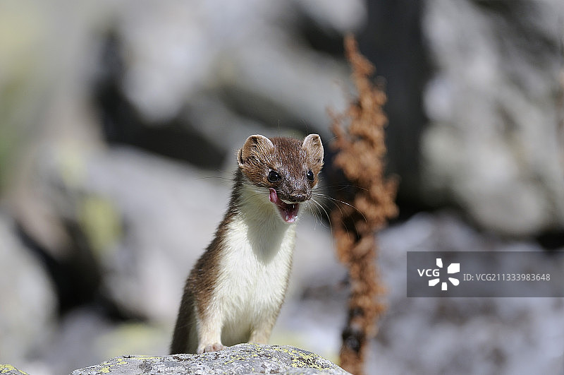 法国瓦努瓦兹国家公园的白鼬图片素材