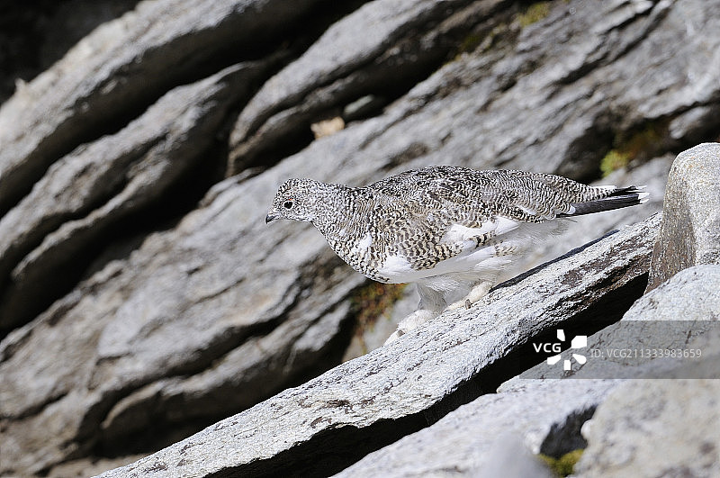 瓦努瓦兹国家公园的雷鸟图片素材