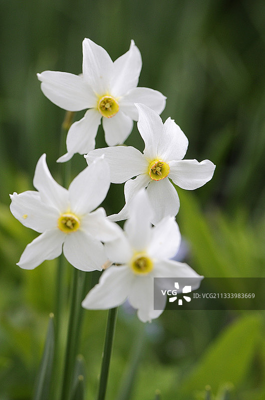 法国萨瓦阿尔卑斯山的诗人水仙图片素材