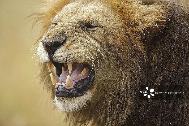 雄狮在马赛马拉保护区展示裂唇嗅行为图片素材