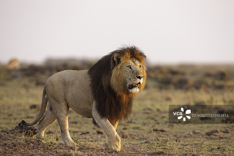 雄狮在肯尼亚马赛马拉稀树草原中行走图片素材