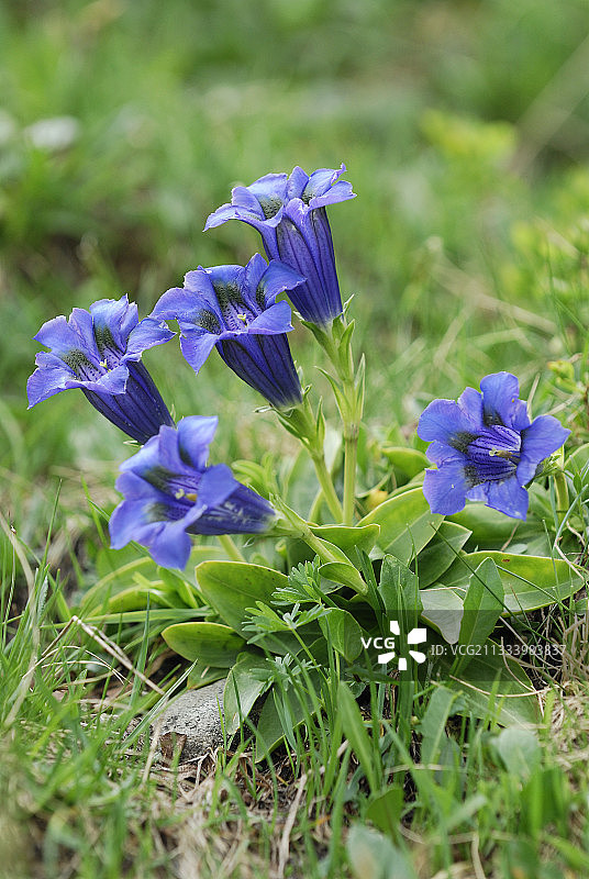 无茎龙胆图片素材