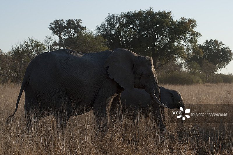 大象和小象在博茨瓦纳奥卡万戈三角洲吃草图片素材
