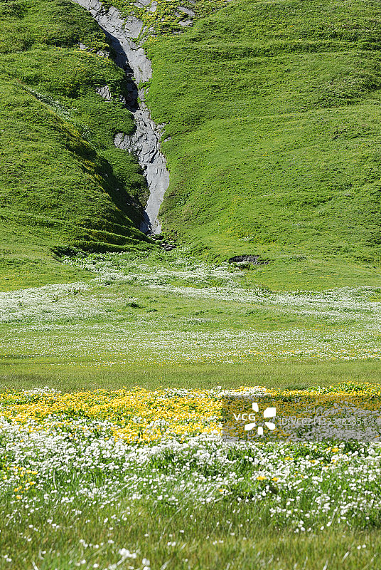 毛茛属植物和乌头阿尔卑斯山的叶子图片素材