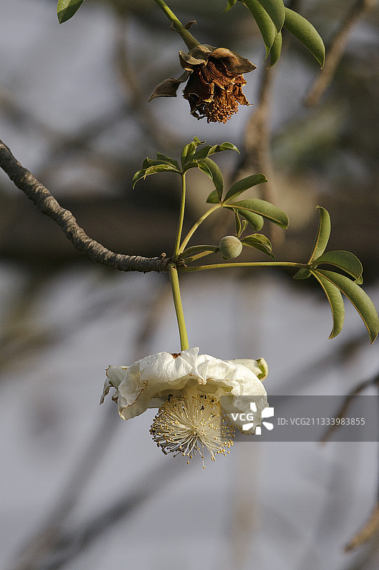 肯尼亚梅鲁国家公园的猴面包树花图片素材