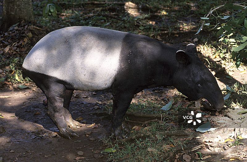马来貘苏门答腊图片素材