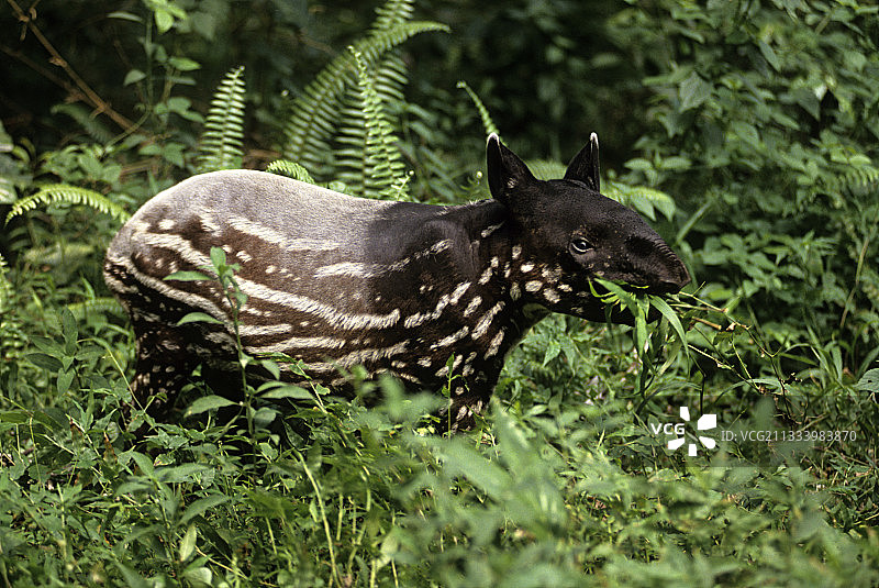 马来貘在苏门答腊吃树叶图片素材