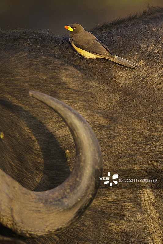 黄嘴牛椋鸟与非洲水牛，马赛马拉，肯尼亚图片素材