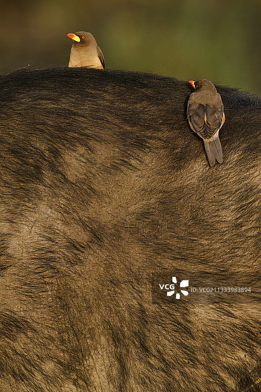 马赛马拉的非洲水牛身上的黄嘴牛椋鸟图片素材