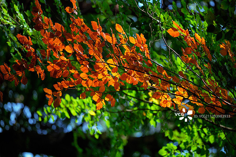 红色山毛榉映衬下的山毛榉树叶，法国图片素材