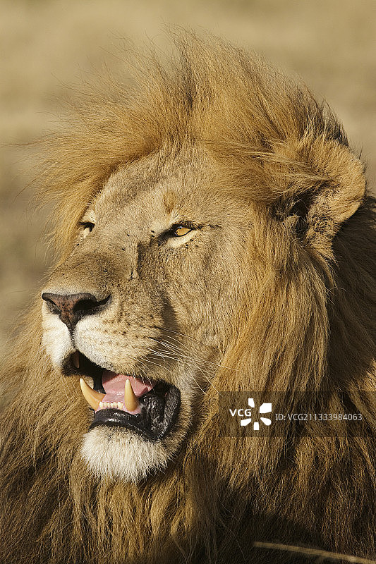 肯尼亚马赛马拉稀树草原上的雄狮肖像图片素材