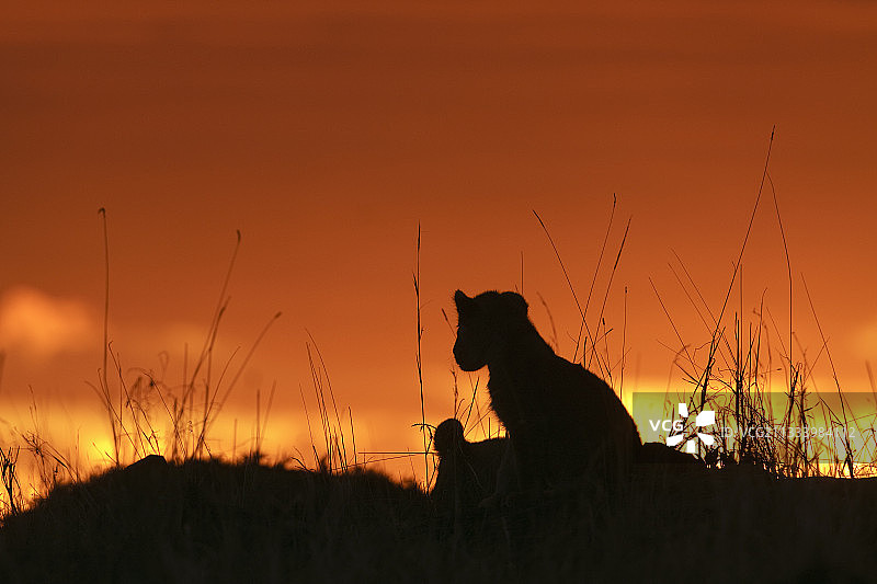 肯尼亚马赛马拉日落时分的幼狮剪影图片素材