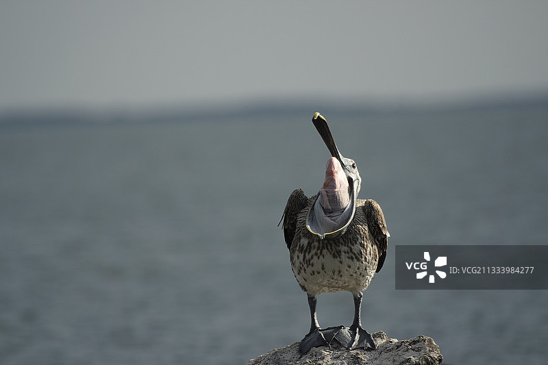 鸟类伸展喉囊的行为展示图片素材