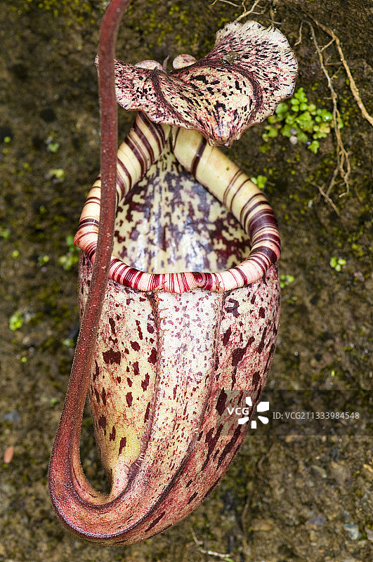 京那巴鲁山云雾林中的劳氏猪笼草图片素材