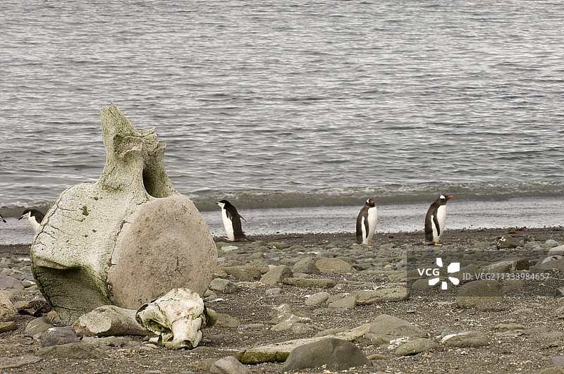 企鹅与鲸鱼骨骼，南设得兰群岛艾秋岛图片素材