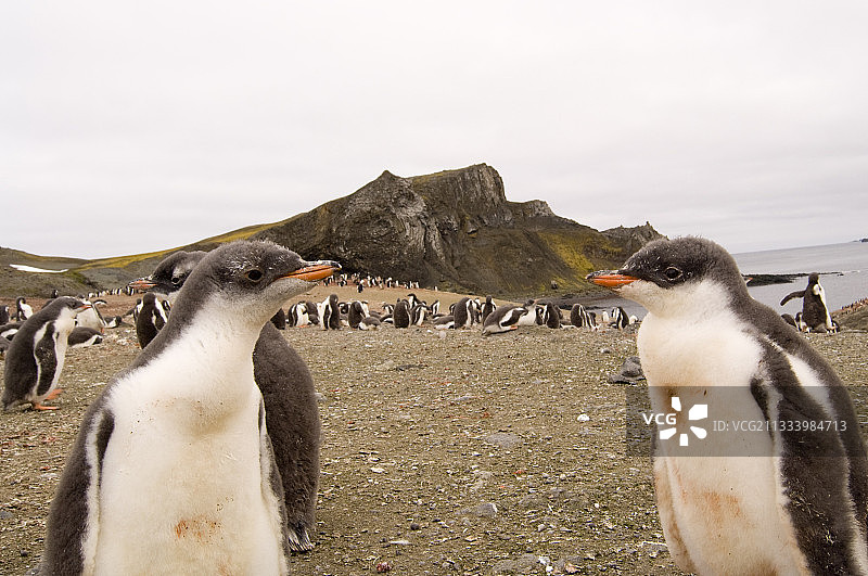 巴布亚企鹅，南设得兰群岛艾秋岛，南极洲图片素材