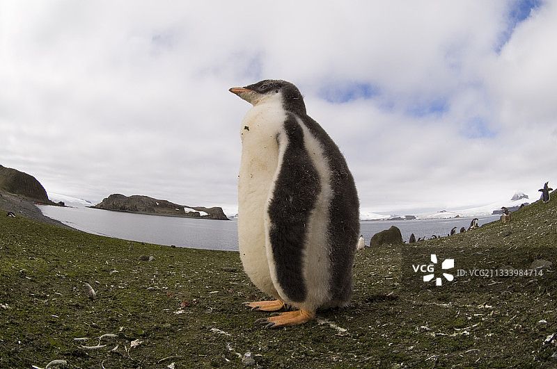 南设得兰群岛艾秋岛上的金图企鹅图片素材