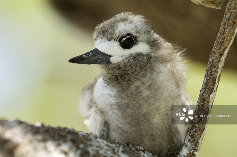 提克豪岛的年轻白燕，法属波利尼西亚图片素材