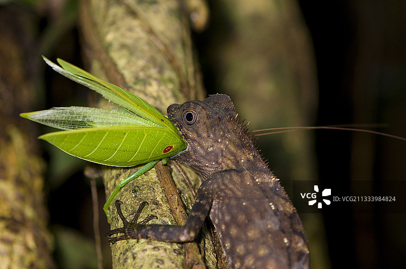 以叶蚱为食的巨型森林龙 马来西亚图片素材