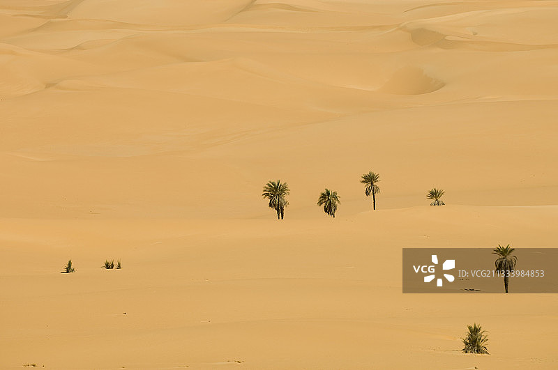 撒哈拉沙漠 Erg Awbari Fezzan 利比亚的棕榈树图片素材