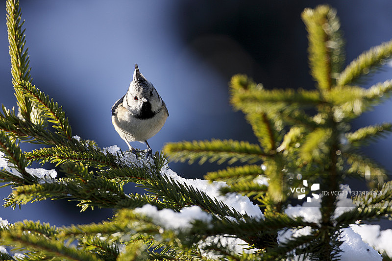 栖息在法国云杉上的凤头山雀图片素材