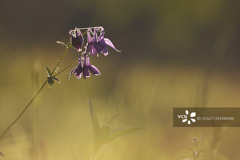 法国日落光下的耧斗菜花图片素材