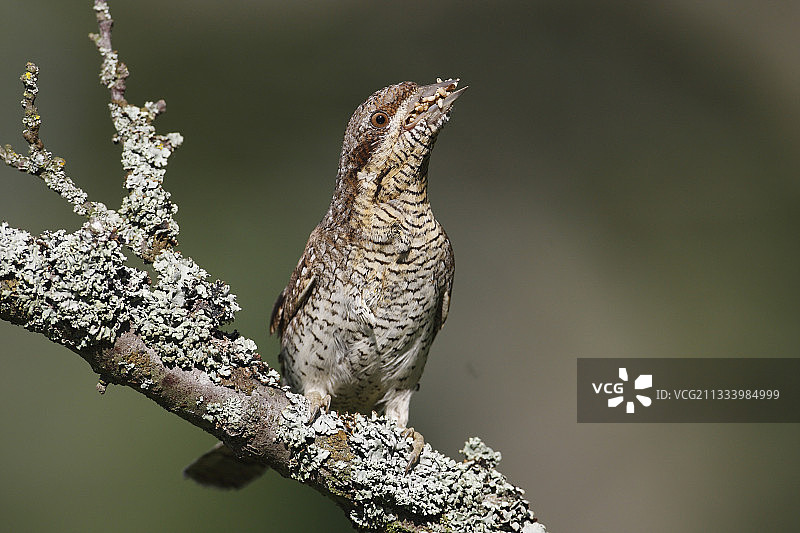 法国蚁鴷嘴里叼着蚁蛹图片素材