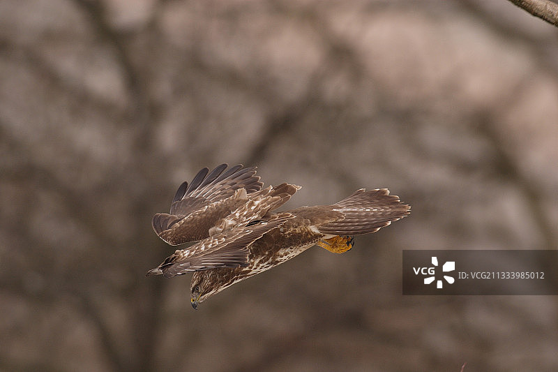 在法国飞向地面的普通鵟图片素材