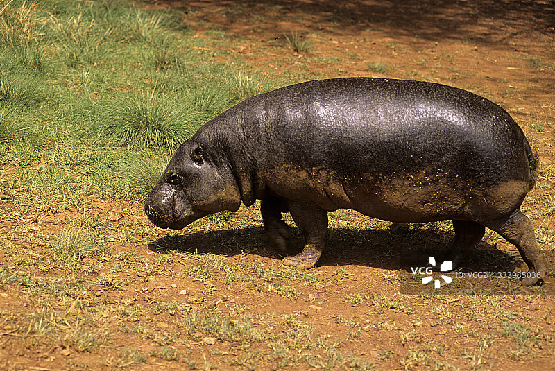 小河马图片素材