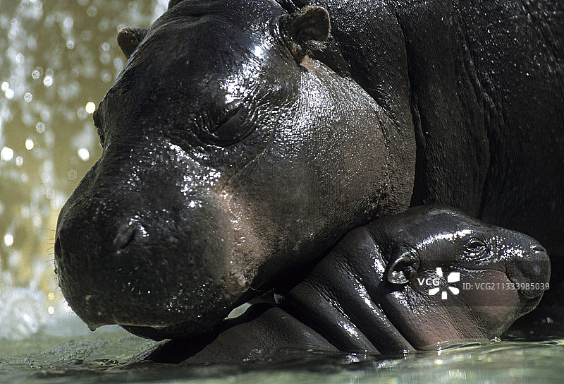 小河马和幼崽图片素材