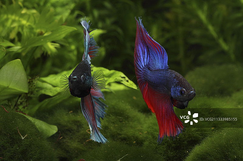 半月皇冠尾暹罗斗鱼图片素材