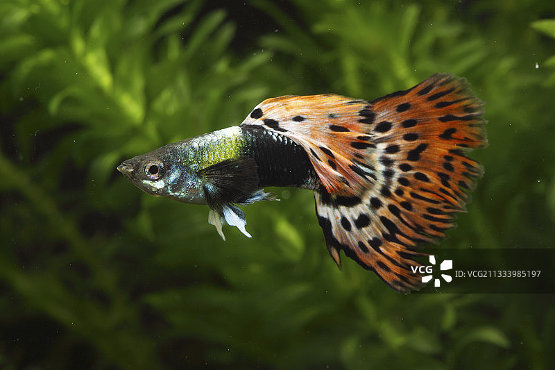 雄性孔雀鱼和水族箱植物图片素材