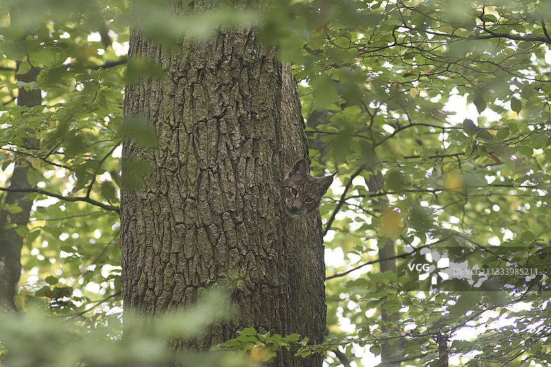 树上的年轻猞猁，法国图片素材
