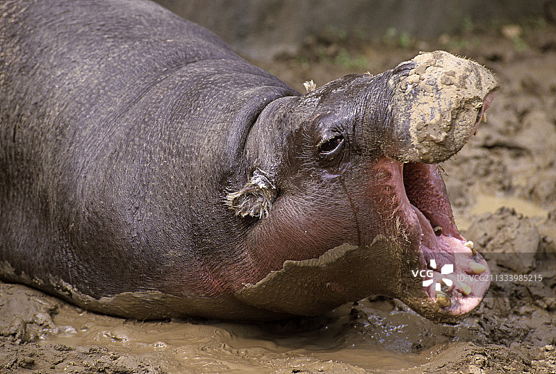 非洲的侏儒河马在泥浆浴中图片素材