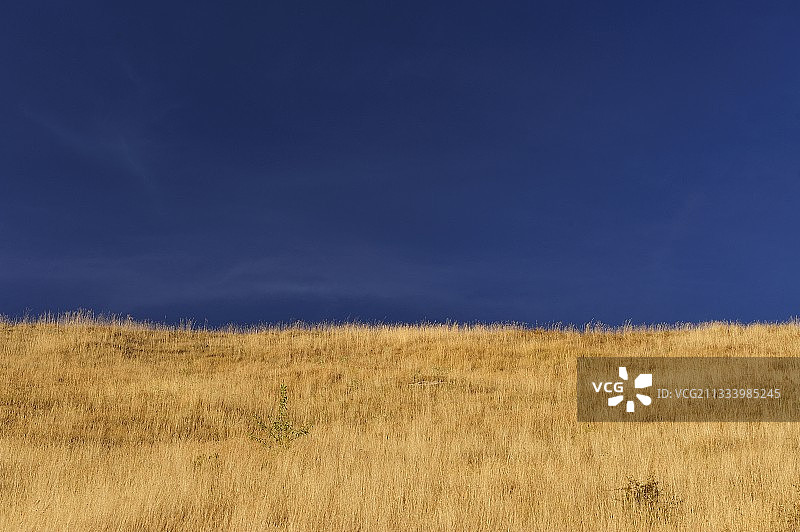 法国塞文山脉夏末的野花草甸图片素材