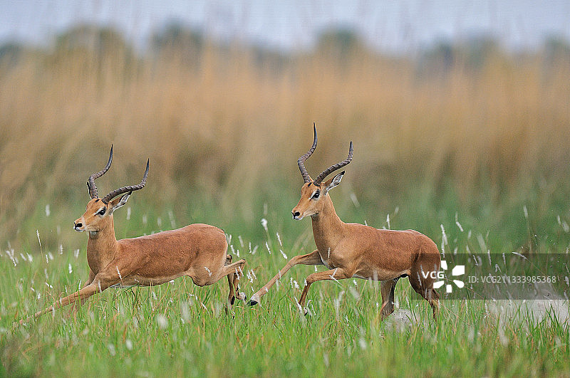 在博茨瓦纳奔跑的两只黑面狷羚图片素材