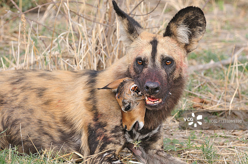 非洲野犬与口中的小黑斑羚，博茨瓦纳图片素材