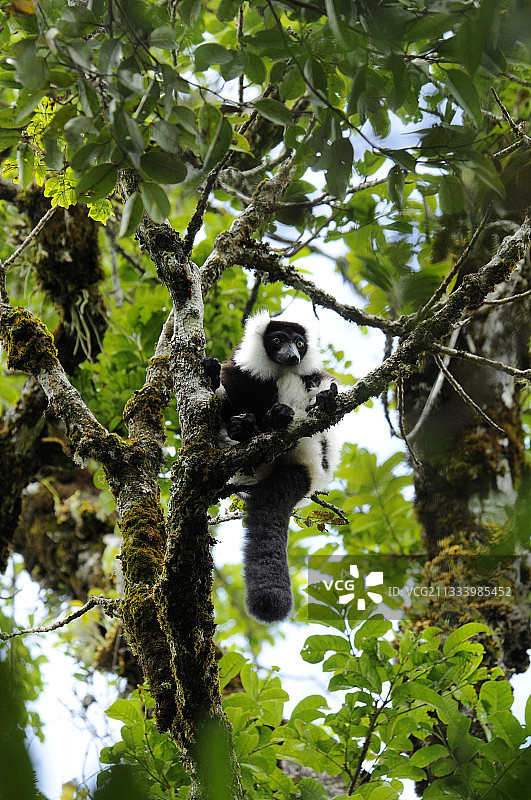 马达加斯加拉诺马法纳树枝上的黑白褶皱狐猴图片素材