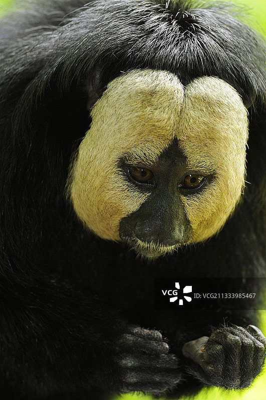 法国普瓦图金色脸的猴子肖像图片素材