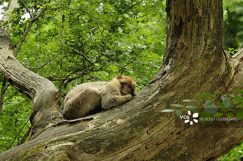 法国猴谷的巴巴里猕猴图片素材