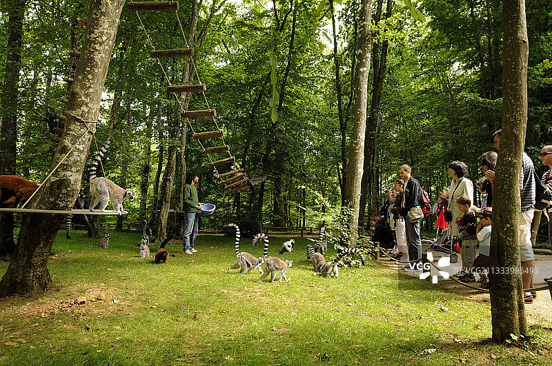 法国猴谷的狐猴喂食场景图片素材