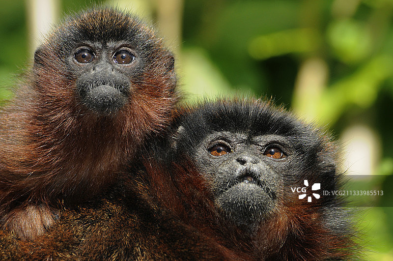 红伶猴母猴和小猴 法国猴子谷图片素材