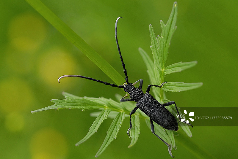 法国波旁内，叶子上小摩羯座毛茛图片素材