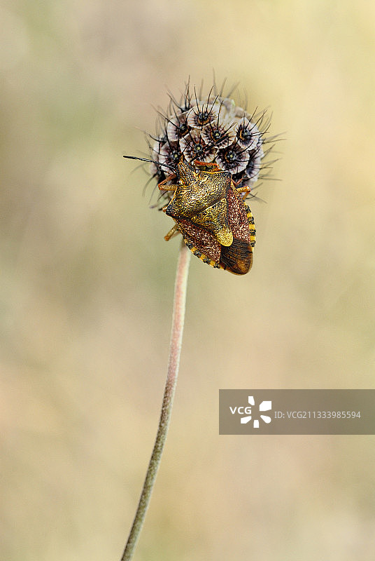 法国蓝盆花果实上的椿象图片素材
